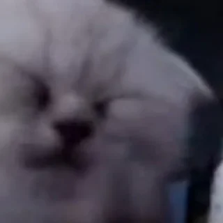 Sticker DenTorch - 2