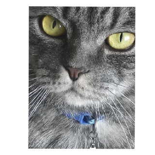 Стикер gigi - 10