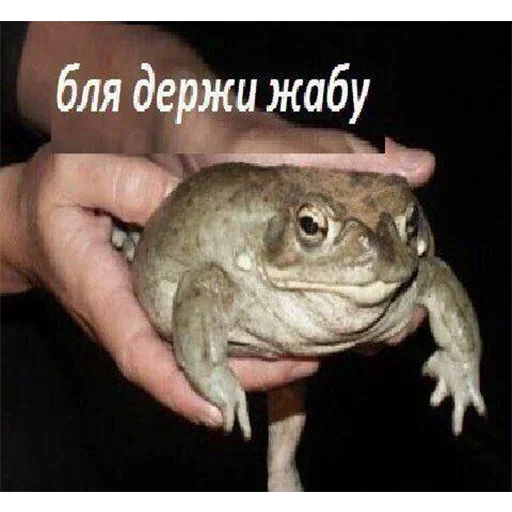 животное лягушка амфибия