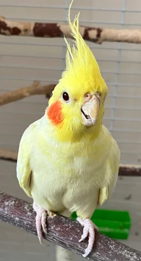 Стикер giqg2ec94_1001804079695_by_bakaquote_bot - 1