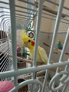 Стикер Сракульки pack by @bakaquote_bot - 9