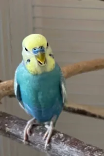 Стикер Сракульки pack by @bakaquote_bot - 7