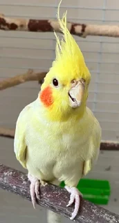 Стикер Сракульки pack by @bakaquote_bot - 2