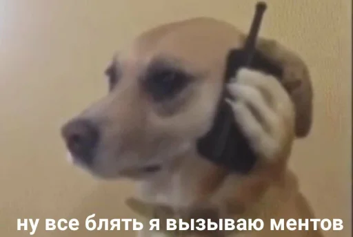 pet dog breed indoor