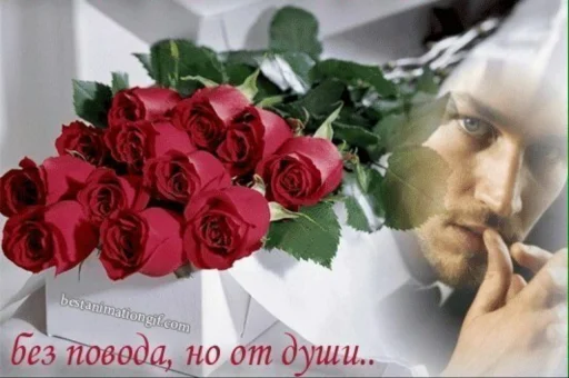 растение роза цветок