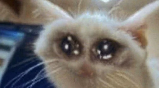 животное млекопитающее домашняя кошка