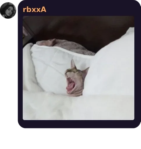 mammal laying animal