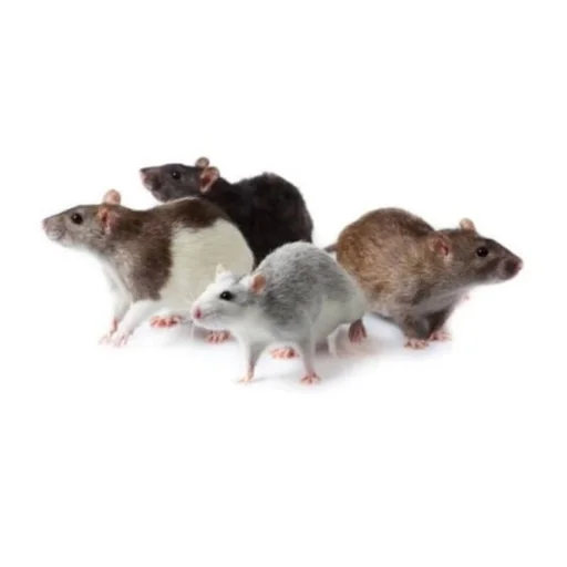 mammal animal rodent