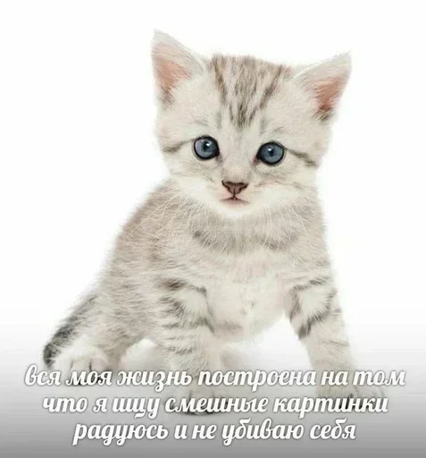 Sticker glcdvrAfAzYbaaqNJ_by_stickers_stealer_bot - 1