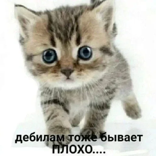 Sticker glcdvrAfAzYbaaqNJ_by_stickers_stealer_bot - 1