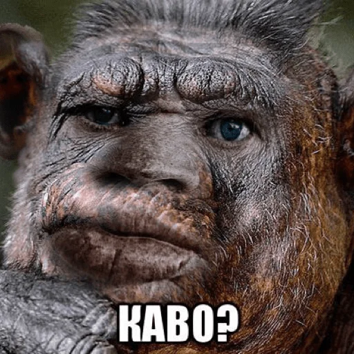 animal mammal primate