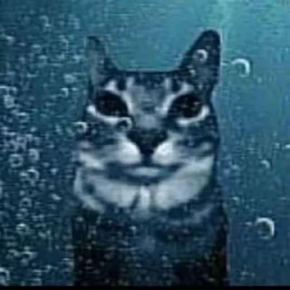 Sticker мать тиграм в цирке скормил вашу - 2