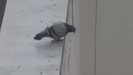 Стикер Вилу :: @fStikBot - 10