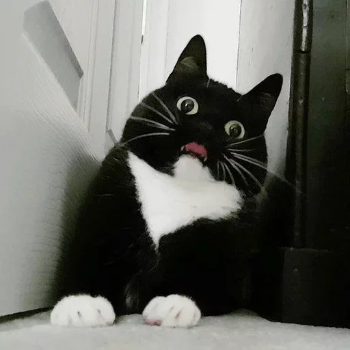 small to medium-sized cats indoor felidae