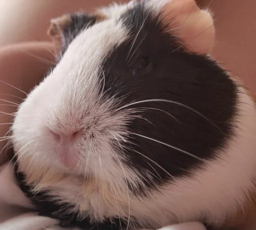 animal mammal rodent