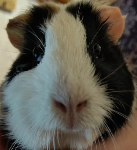 animal mammal rodent