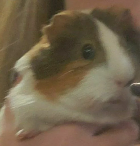 animal mammal rodent