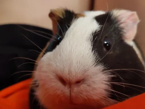 animal mammal rodent