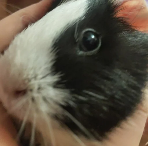 rodent snout hamster