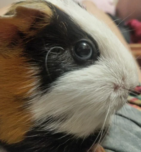 animal mammal rodent