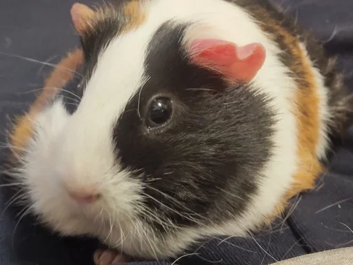 animal mammal rodent