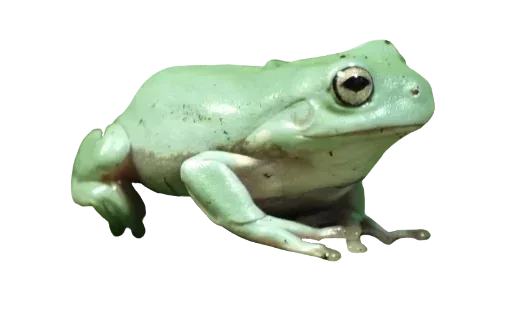 animal frog amphibian