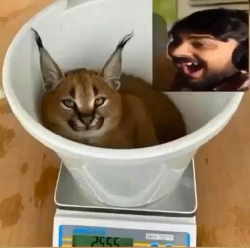 кошка животное Дикая кошка