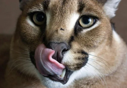 животное млекопитающее кошка