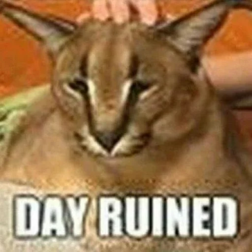 животное млекопитающее кошка