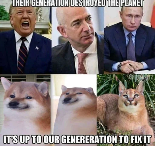 млекопитающее животное кошка