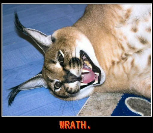 животное млекопитающее кошка