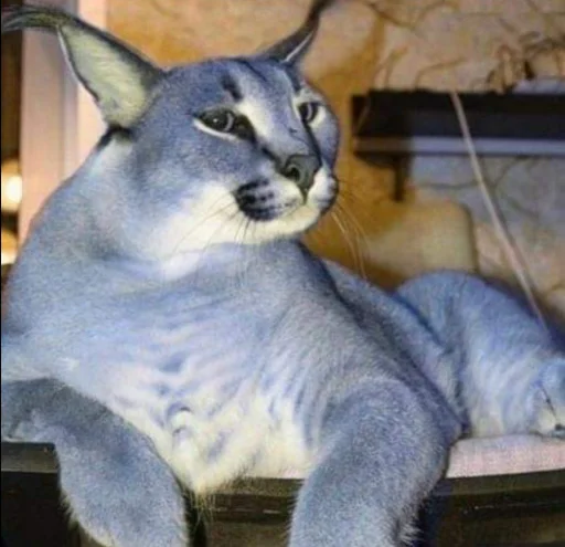 животное кошка млекопитающее