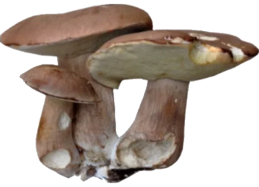 fungus edible mushroom medicinal mushroom