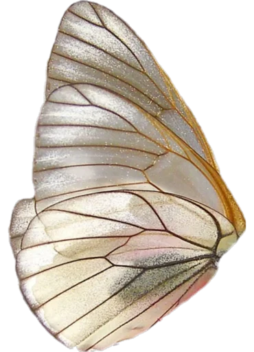 animal invertebrate moths and butterflies