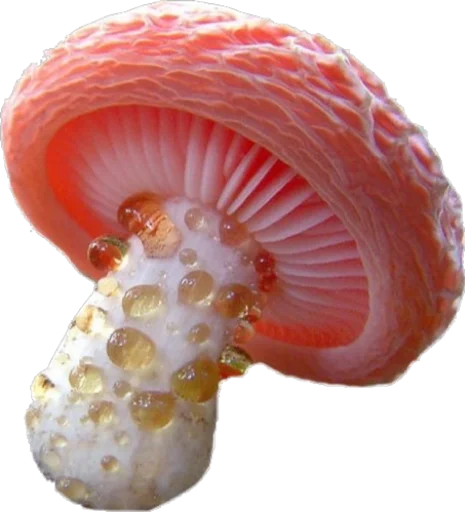 fungus organism mushroom