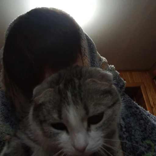 кошка животное млекопитающее