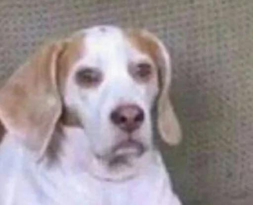 животное порода собак млекопитающее