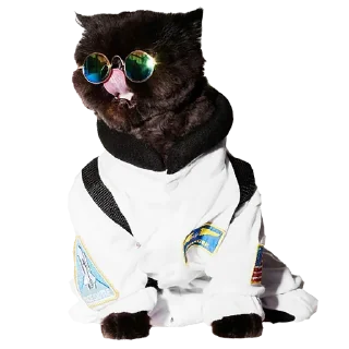 Sticker Goddamn cats - 9