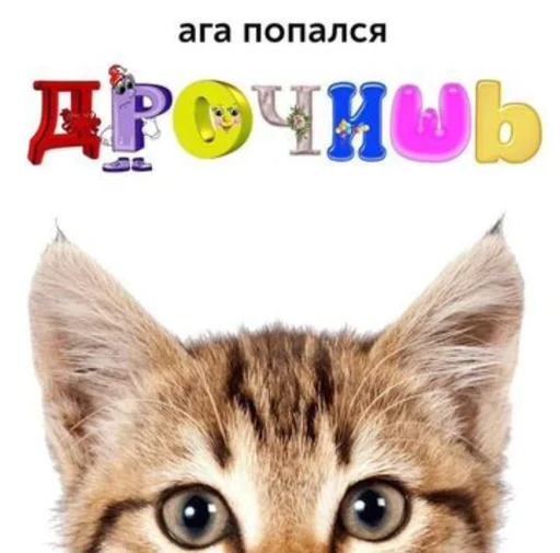 cat animal small to medium-sized cats