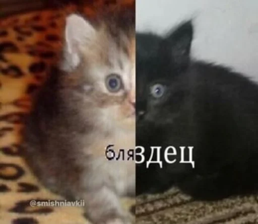 Стикер Жиза потому что - 10