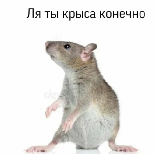 mammal animal rodent