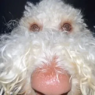 Стикер гогл - 8