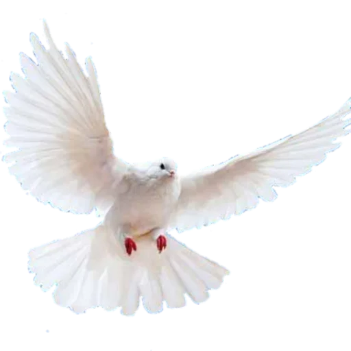 животное птица голубь