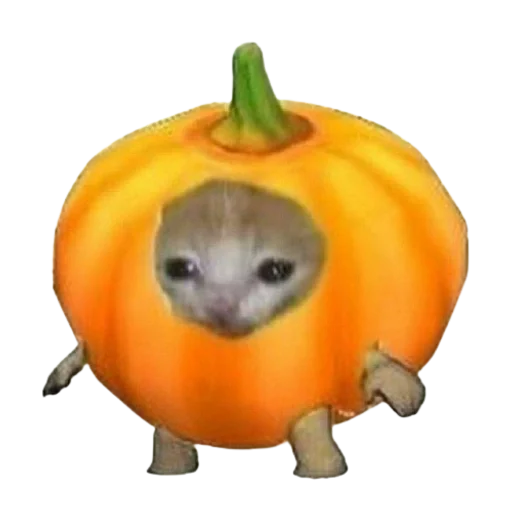 halloween pumpkin vegetable