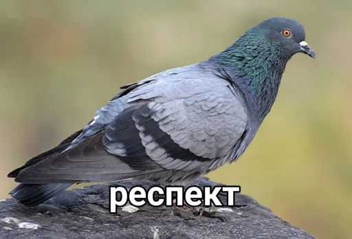 Голубь @GOLUBI_IMPERIUM665 @TgEmodziBo - 