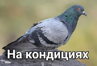 Sticker Голубь @GOLUBI_IMPERIUM665 @TgEmodziBo - 9