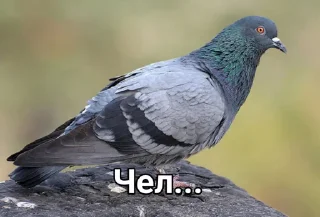 Sticker Голубь @GOLUBI_IMPERIUM665 @TgEmodziBo - 4