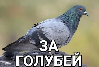 Sticker Голубь @GOLUBI_IMPERIUM665 @TgEmodziBo - 5