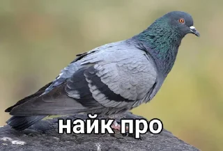 Sticker Голубь @GOLUBI_IMPERIUM665 @TgEmodziBo - 7