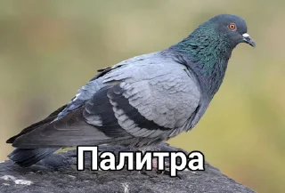 Sticker Голубь @GOLUBI_IMPERIUM665 @TgEmodziBo - 1